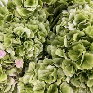 HORTENSIA SNITT VERENA CLASSIC ROSA/GRÖN