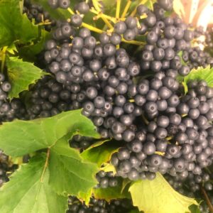 VIBURNUM SVARTA/BLÅ BÄR/BUNT