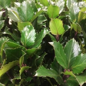 JÄRNEK ILEX BLUE PRINCE 70CM