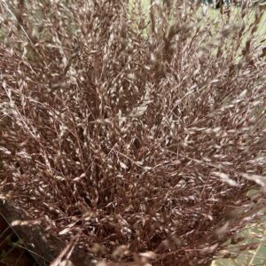 DEKORGRÄS PANIKUM FÄRGAD ROSE GOLD