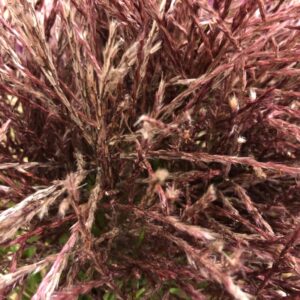DEKORGRÄS MISCANTHUS RÖD/BRUN