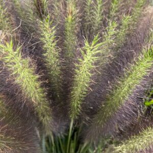 DEKORGRÄS PENNISETUM PARADISE/BLACK FOX