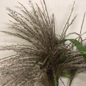 DEKORGRÄS MISCANTHUS WHITE MOTION/OSTEN