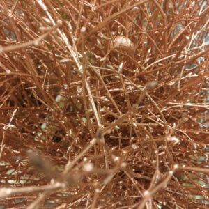 BJÖRKKVIST KORT/BUNT KOPPAR