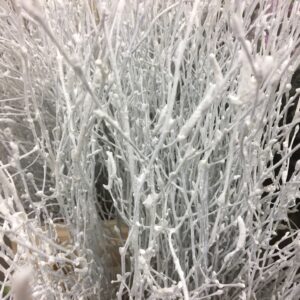 BJÖRKKVIST KORT/BUNT VIT