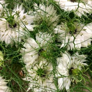 NIGELLA BUNT BLÅ