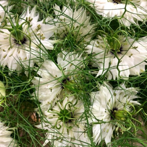 NIGELLA BUNT BLÅ