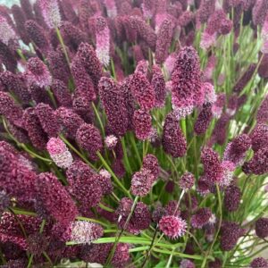 DEKORGRÄS SANGUISORBA OFFFICINALIS