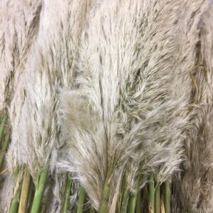 CORTADERIA EVITA 90-110CM