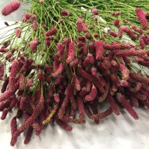 DEKORGRÄS SANGUISORBA PINK TANNA