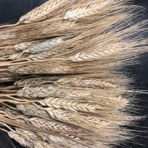 WHEAT NATURAL BLOND BEARD