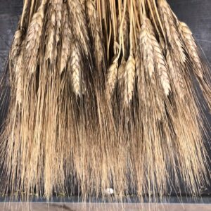 WHEAT BLACK BEARD