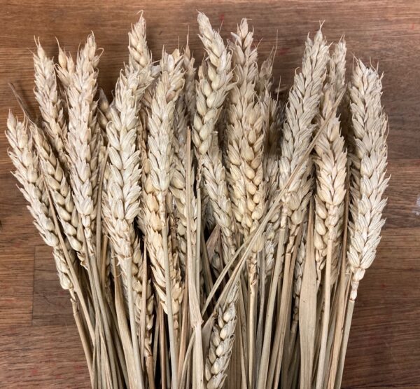 TRITICUM/TARWE VETE NATUR TORKAT