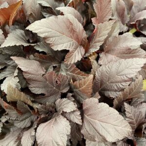 PHYSOCARPUS DIABLO SMÄLLSPIREA