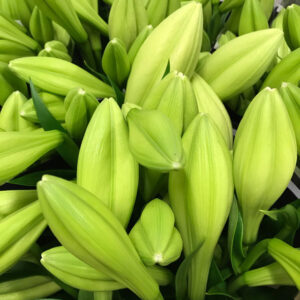 LILJA LONGIFLOR 2-4 KL WATCH UP