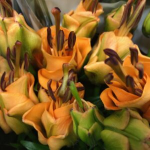 LILJA LA APRICOT FUDGE