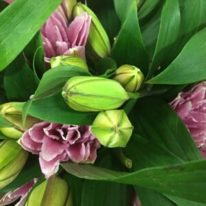 LILJA ORIENTAL ISABELLA DUBBEL ROSA