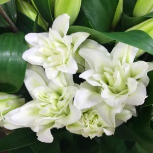 LILJA ORIENTAL DUBBEL VIT