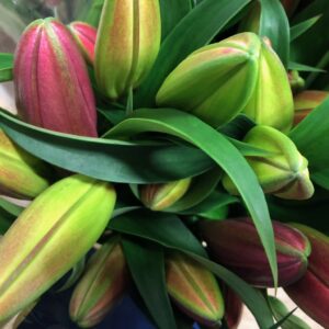 LILJA ORIENTAL CERISE/RÖD