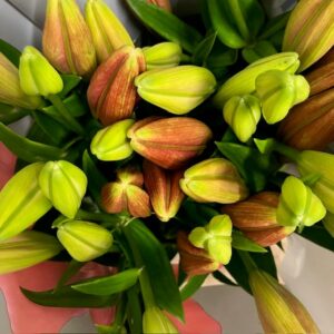 LILJA L.A POKERFACE/CORLEONE RÖD