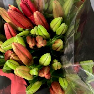 LILJA L.A DUCATI RÖD