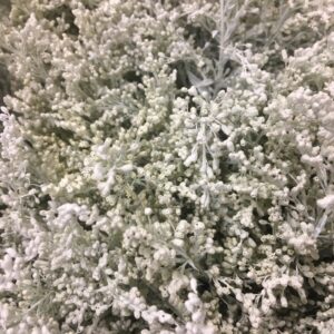 SOLIDASTER FÄRGAD VIT MED GLITTER