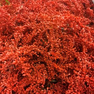 SOLIDASTER FÄRGAD RÖD + GLITTER