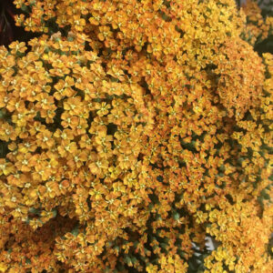 ACHILLEA APRIKOS
