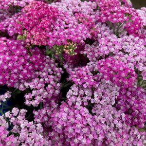 ACHILLEA ROSA