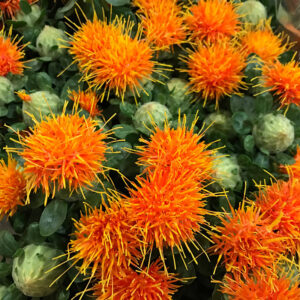 CARTHAMUS TISTEL ORANGE 60CM