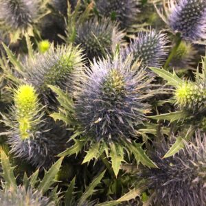 TISTEL MAGNETAR QUESTAR BLÅ 70CM