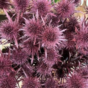 TISTEL ERYNGIUM BORDEAUX FÄRGAD 60CM