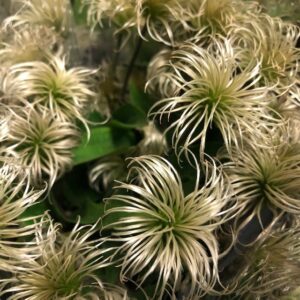 CLEMATIS SNITT VIT KIBO