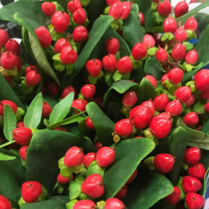 HYPERIKUM ENKEL RÖD 60CM