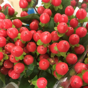 HYPERIKUM RÖD ENKEL 65-70CM
