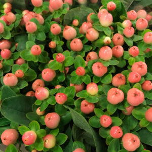 HYPERIKUM GRENAD APRIKOS