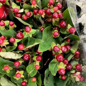 HYPERIKUM MAGICAL CHERRY BRUN 50CM