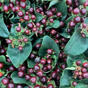 HYPERIKUM GRENAD COCO MONTANA BRUN 65CM