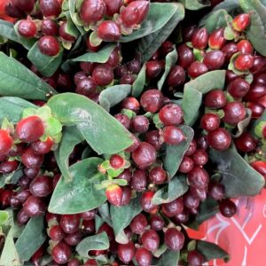 HYPERIKUM ROCKY ROMANCE GRENAD BRUN