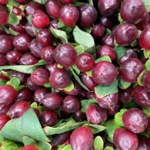 HYPERIKUM ROCKY ROMANCE M-BRUN