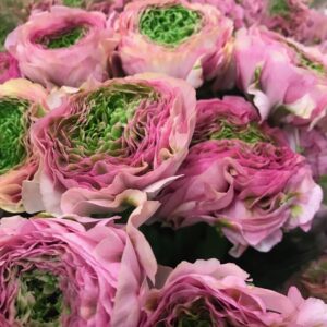 RANUNKEL PON-PON AURORA/ALICE ROSA/GRÖN