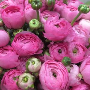 RANUNKEL LJUSROSA NL