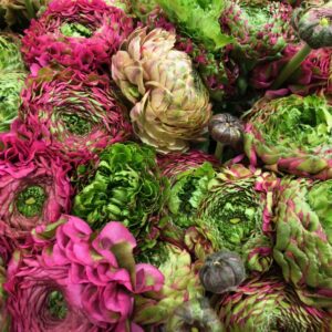 RANUNKEL PON-PON FANNY ROSA