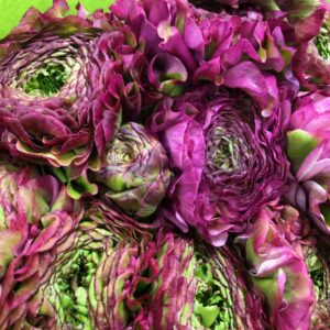 RANUNKEL PON-PON MALVA LILA