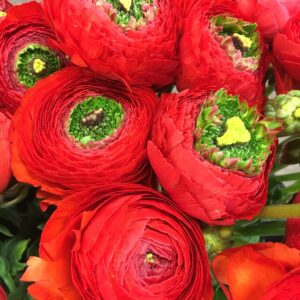 RANUNKEL CLOONY RÖD