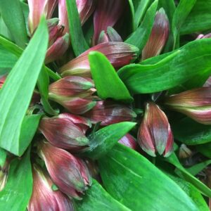 ALSTROMERIA LILA NL