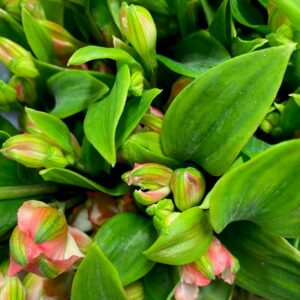 ALSTROMERIA CHARMELIA CORAL