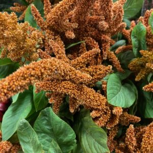 AMARANTUS HOT BISQUETS BRUN
