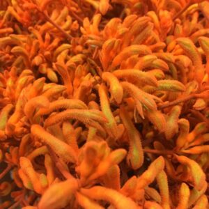 KÄNGURUFOT ORANGE