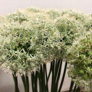 ALLIUM VIT